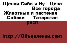 Щенки Сиба и Ну › Цена ­ 35000-85000 - Все города Животные и растения » Собаки   . Татарстан респ.